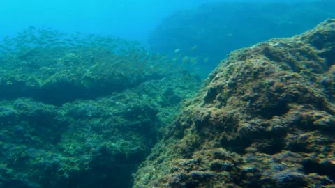Mediterranean scuba diving 6 - 4K - ProRes Stock Footage 154695484
