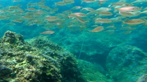 Mediterranean scuba diving 7 - 4K - ProRes Stock Footage 154694982
