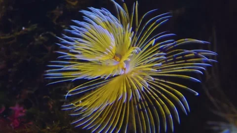  a Mediterranean Sea feather fan worm  Stock Footage 296051953