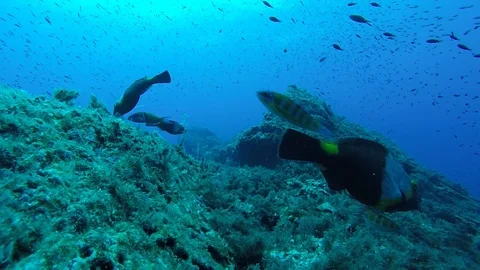 Mediterranean sea 库存影片 115759719