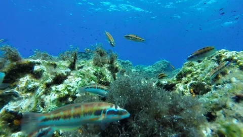 Mediterranean sea 库存影片 115759823