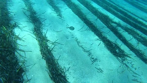 Mediterranean Sea Stock Footage 151319306