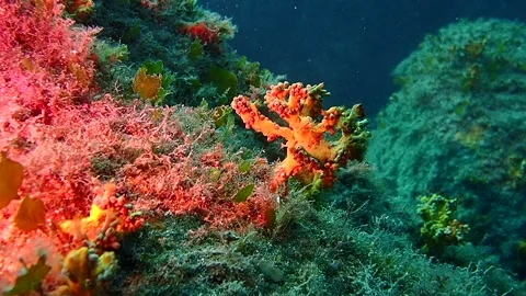 Mediterranean Sea Stock Footage 151327333