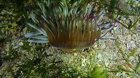 Mediterranean Sea Stock Footage 151328094