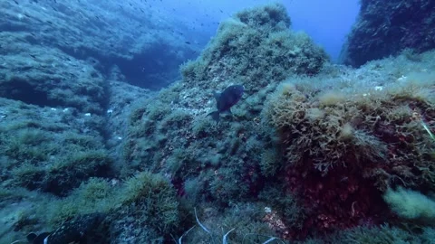 Mediterranean Sea life - Trigger fish swimming in blue sea water Video stock 341738828
