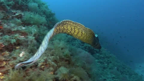 Mediterranean Sea moray eel getting out its hole Stock Footage 207497707
