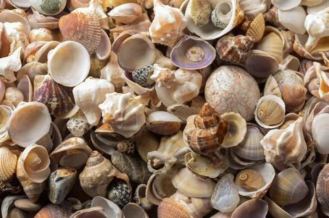 Mediterranean seashells and pebbles with soft shadows Stock Photos