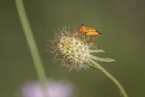 Mediterranean Shield Bug in Profile on a White Scabious Flower Fotos de archivo
