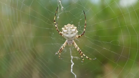 Mediterranean spider captured in Greece Stock Footage 265173802