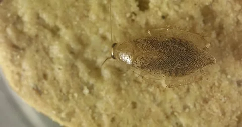 Mediterranean spotted cockroach on a cookie Stock Footage 219417803