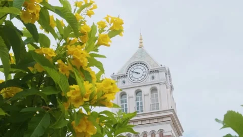 Mediterranean style clock tower with green tiled roof framed by yellow blooming Stock Footage 312813545
