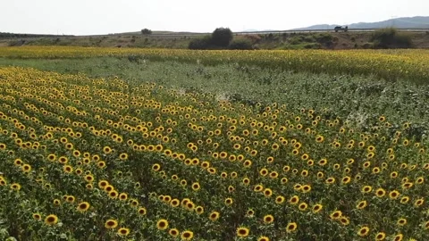 Mediterranean Sunflowers 스톡 동영상 265440632