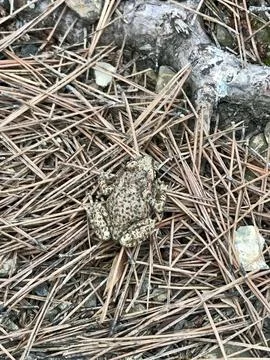 Mediterranean toad camouflaged in the pine forest in a mountainous area Stock Photos