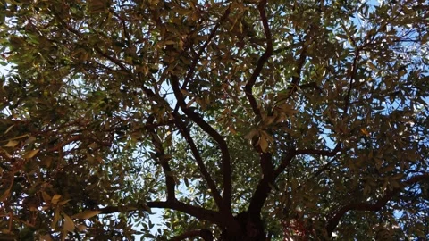 Mediterranean Tree Canopy Against Summer Sky in Thassos Stock Footage 346969872