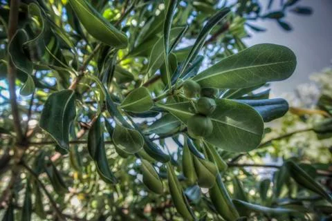 Mediterranean Tree Stock Photos