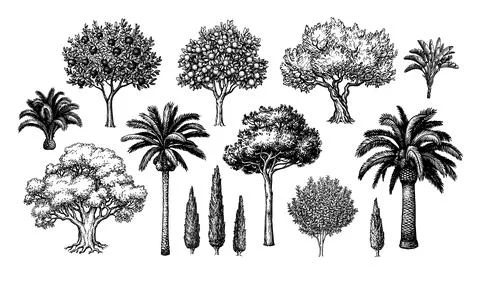 Mediterranean trees big set. Stock Illustration