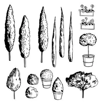 Mediterranean trees. Vector   illustration. Stock Illustration