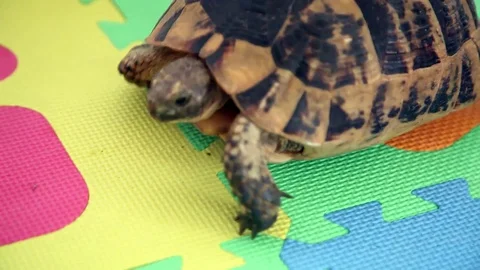 A Mediterranean turtle entered the house. Stock Footage 129528647