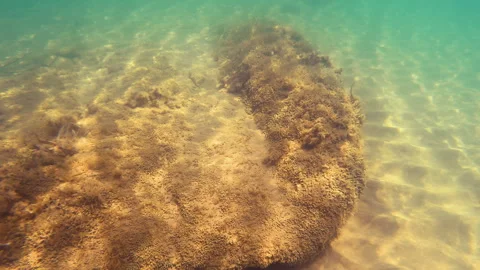 Mediterranean underwater scene Stock Footage 282394692