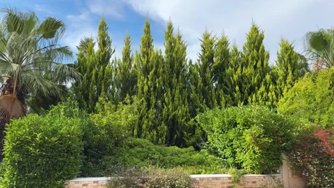 Mediterranean vegetation, panoramic landscape Stock Footage 279573811
