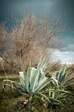 Mediterranean vegetation 스톡 사진