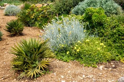 Mediterranean vegetation Foto stock