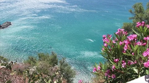 Mediterranean Vegetation with sea on background Stock Footage 84789882