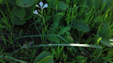 Mediterranean Wild Rocket (Diplotaxis) Stock Footage 328642336
