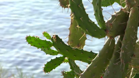 Mediterraneo, cactus Stockbeeldmateriaal 33411378