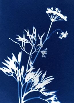 Mediterranian flora. Stock Illustration