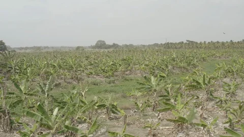 Medium aerial strafes over field of banana trees in Cordoba, Colombia Stock-Footage 108933861