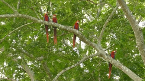 Medium and wide shots of group of 4 Macaw parrots perched together Video stock 95605835