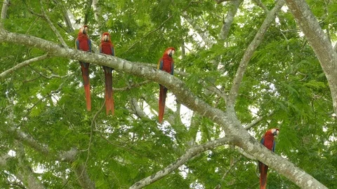 Medium and wide shots of group of 4 Macaw parrots perched together - 24fps 1080p 스톡 동영상 104122280