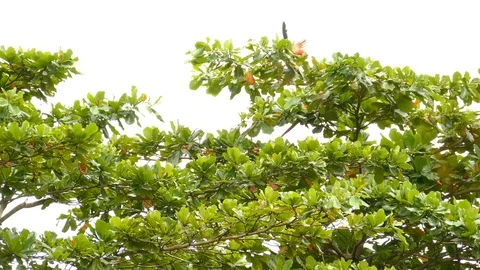 Medium and wide view of Scarlet Macaw pair while feeding on nuts in tree Stock Footage 95649714