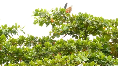 Medium and wide view of Scarlet Macaw pair while feeding on nuts in tree - 24fps 스톡 동영상 104125934