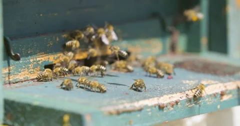 Medium angle static real time shot, honey bees enter and exit apiary with food. Stock Footage 132491822
