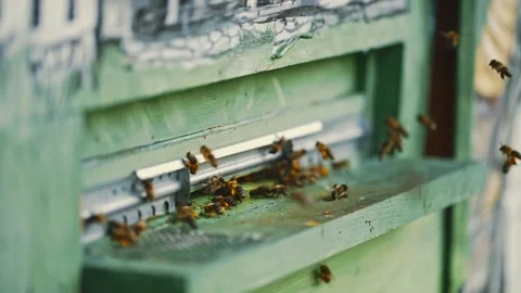 Medium angle static real time shot, honey bees enter and exit apiary with food. Stock Footage 260723280