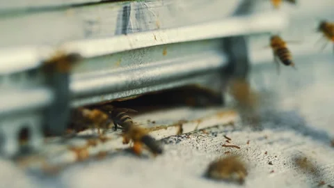 Medium angle static real time shot, honey bees enter and exit apiary with food. Stock Footage 260723310
