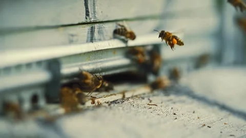 Medium angle static real time shot, honey bees enter and exit apiary with food. Stock Footage 260723366
