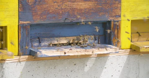 Medium angle static shot, honey bees enter and exit apiary. Stock Footage 132506293