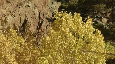 Medium of aspen leaves after it has changed Stock Footage 168997790