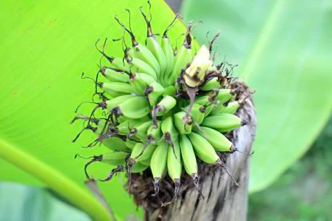 Medium banana stems 库存照片