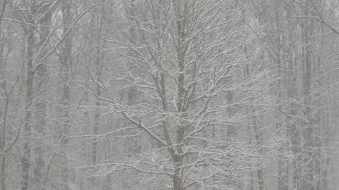 Medium, bare trees in a park during heavy snowfall, Westerville, Ohio Video stock 140443312