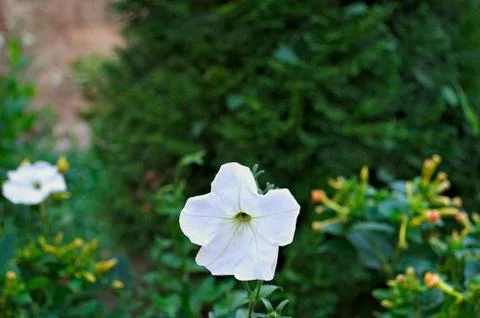 Medium blooming white flower in monastery garden Foto stock