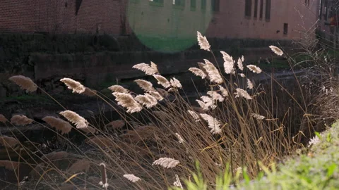 Medium Cattails Georgetown Canal Washington DC Stock Footage 155755733