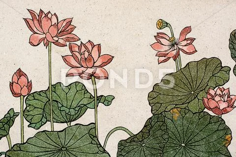 Medium Chinese painting of a Lotus Stock Illustration
