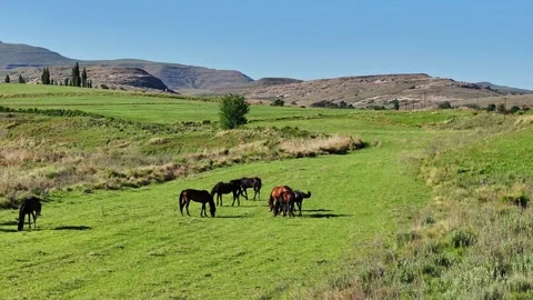 A medium circle shot of horses grazing on a pasture in South Africa Stock Footage 256691164