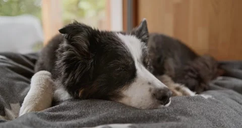 Medium close-up of Australian Shepherd resting by window indoors Stock Footage 317537485