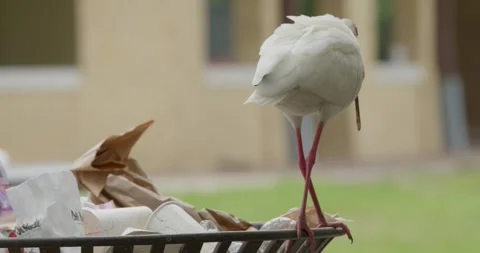 Medium close up of birds scavenging trash on a sunny day Stock Footage 274507192