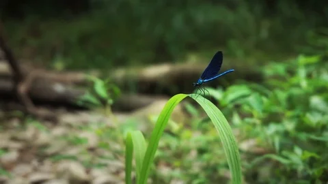 Medium close up of blue dragonfly resting on leaf and then flying away Stock Footage 117435711
